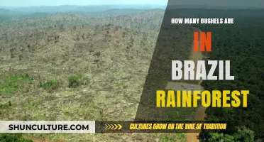 Exploring Brazil's Rainforest: Understanding Bushel Measurements in Its Ecosystem