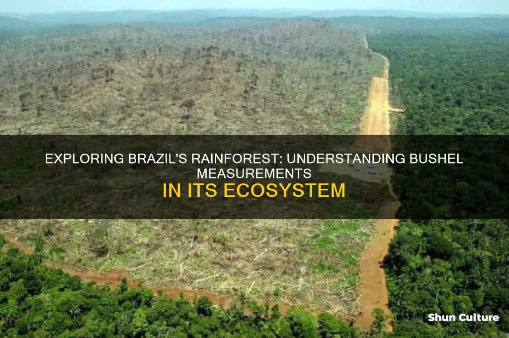 how many bushels are in brazil rainforest
