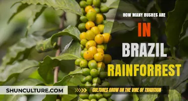 Exploring Brazil's Rainforest: Unveiling the Abundance of Bushes Within