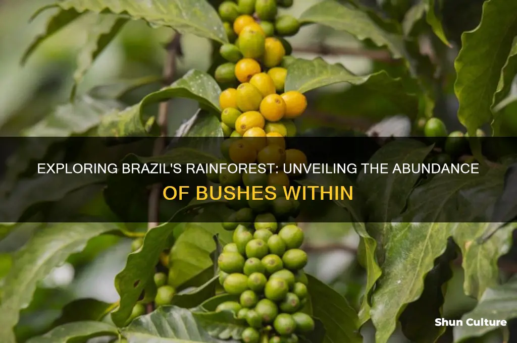 how many bushes are in brazil rainforrest