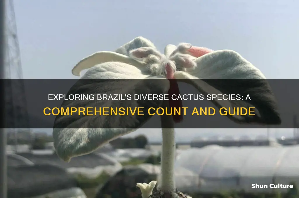 how many cacti are there in brazil