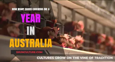 Annual Caged Chicken Mortality in Australia: Shocking Figures Revealed