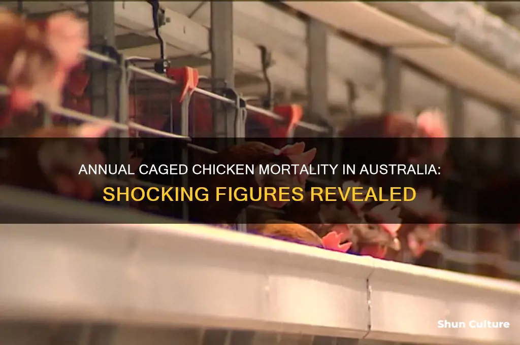 how many caged chickens die a year in australia
