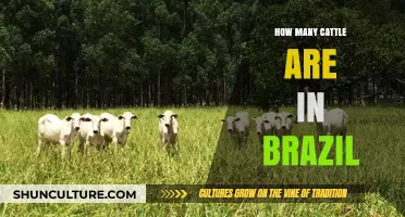 Brazil's Cattle Population: A Comprehensive Overview of Livestock Numbers