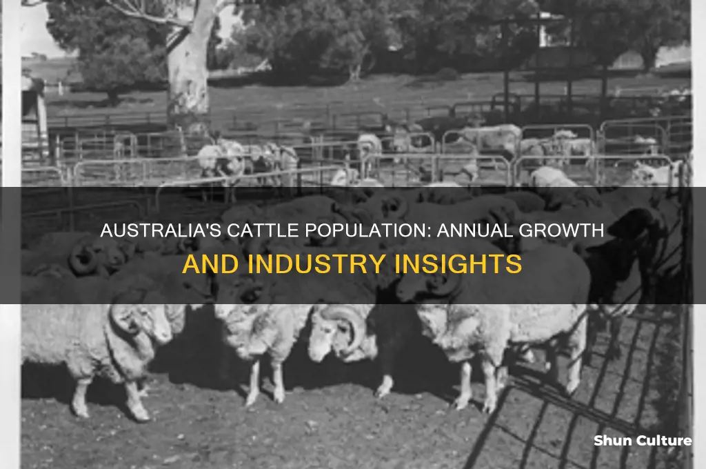 how many cattle are there australia per year
