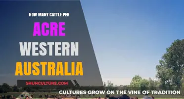 Cattle Grazing in Western Australia: How Many per Acre?