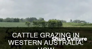 how many cattle per acre western australia