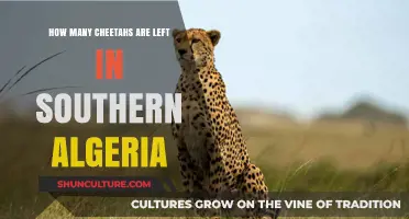 Cheetahs in Southern Algeria: Current Population and Conservation Efforts