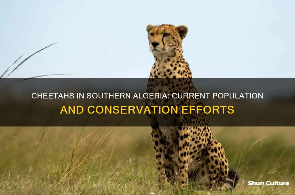 how many cheetahs are left in southern algeria