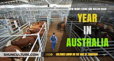 Australia's Annual Cattle Slaughter: Shocking Numbers and Industry Insights