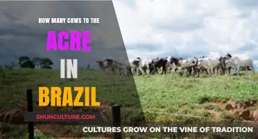 Sustainable Grazing in Brazil: Optimal Cow-to-Acre Ratios Explained