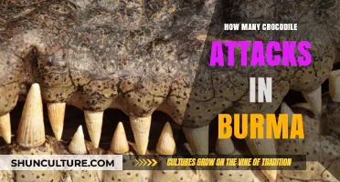 Exploring the Frequency and Impact of Crocodile Attacks in Burma
