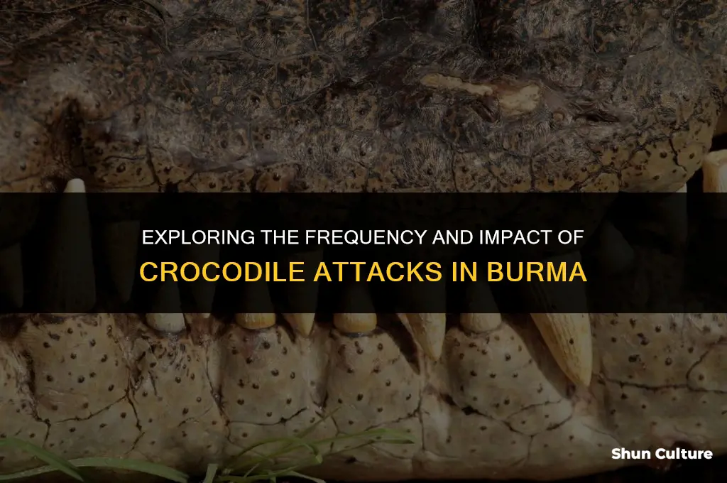 how many crocodile attacks in burma