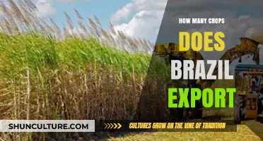 Brazil's Agricultural Exports: A Comprehensive Look at Crop Diversity