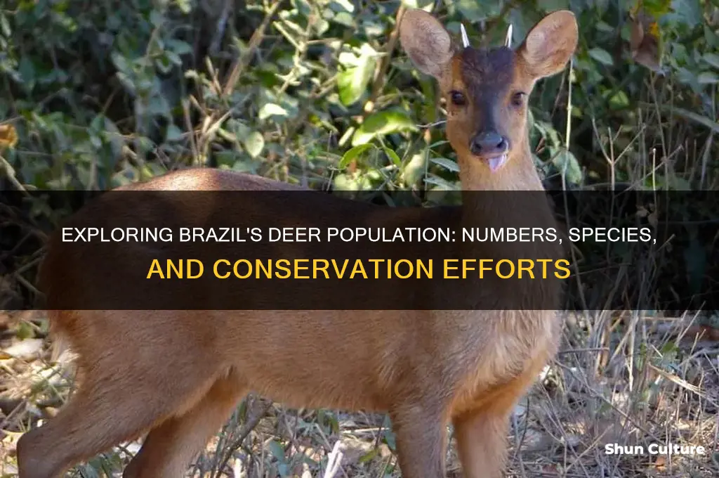 how many deers are in brazil