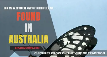 Exploring Australia's Diverse Butterfly Species