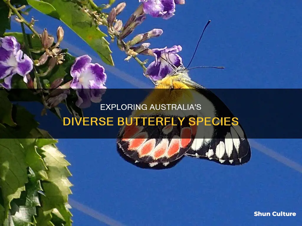 how many different kinds of butterflies are found in australia