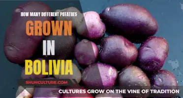 Exploring Bolivia's Diverse Potato Cultivation