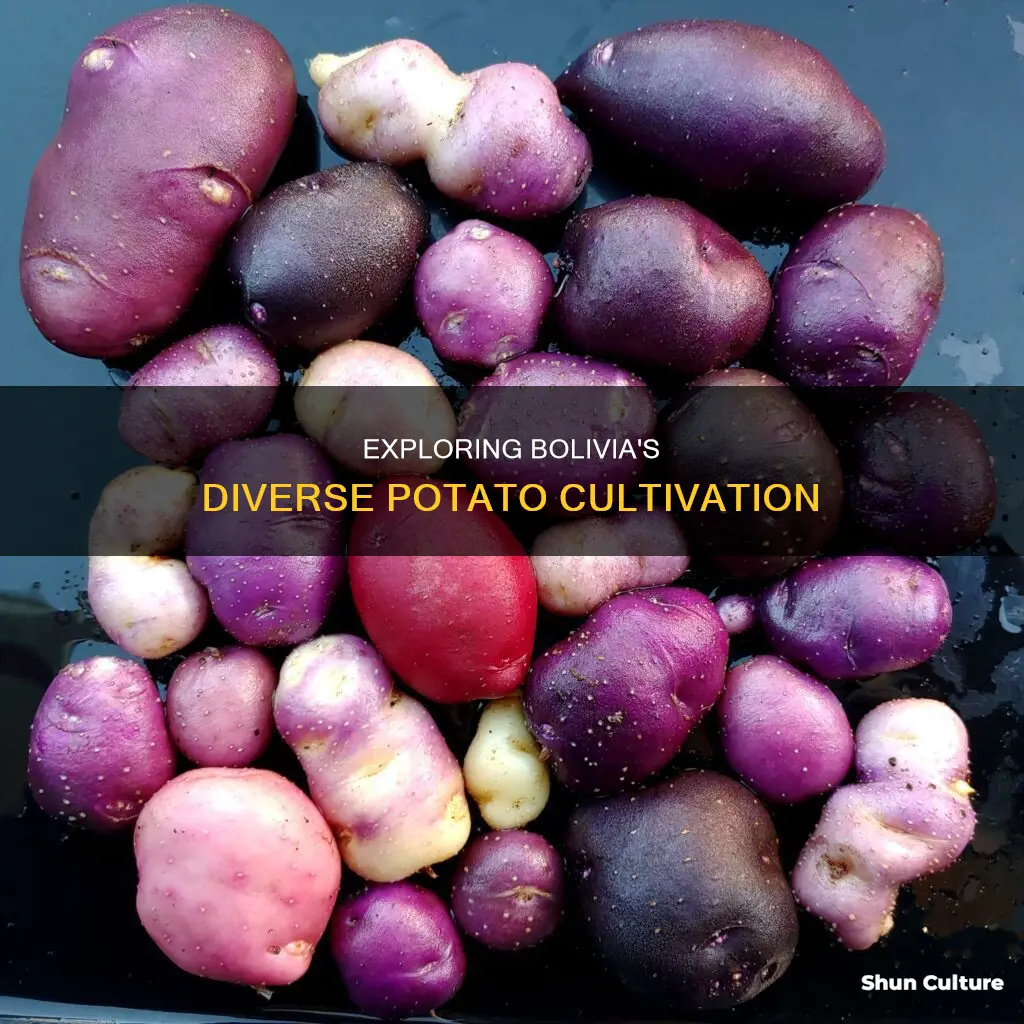 how many different potatoes grown in bolivia