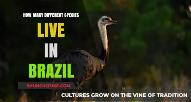 Exploring Brazil's Biodiversity: Unveiling the Countless Species Within