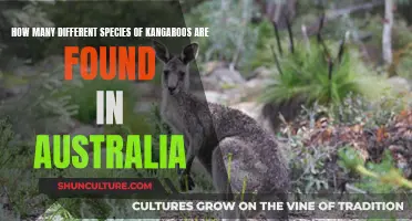 Exploring Australia's Diverse Kangaroo Species