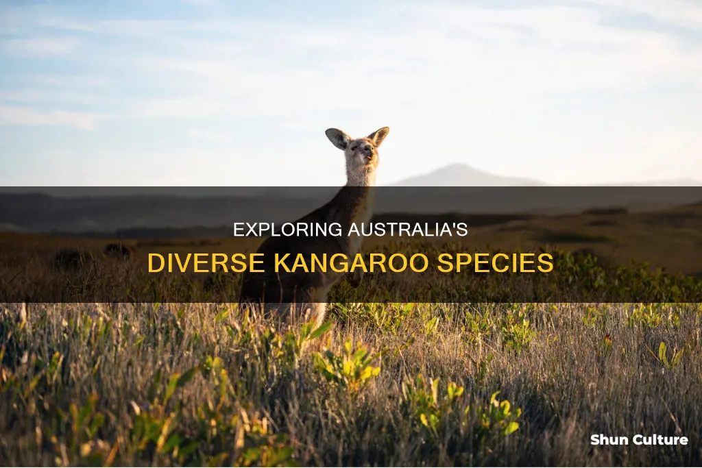 how many different species of kangaroos are found in australia