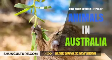 Exploring Australia's Diverse Wildlife: Animal Types Revealed
