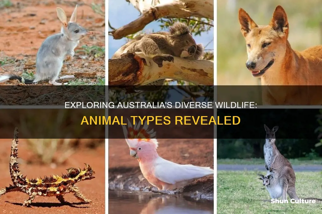 how many different types of animals in australia