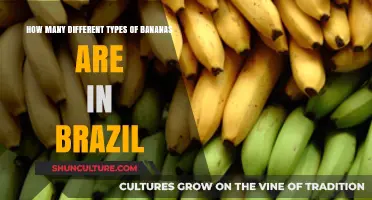 Exploring Brazil's Diverse Banana Varieties: Types and Cultivation Insights