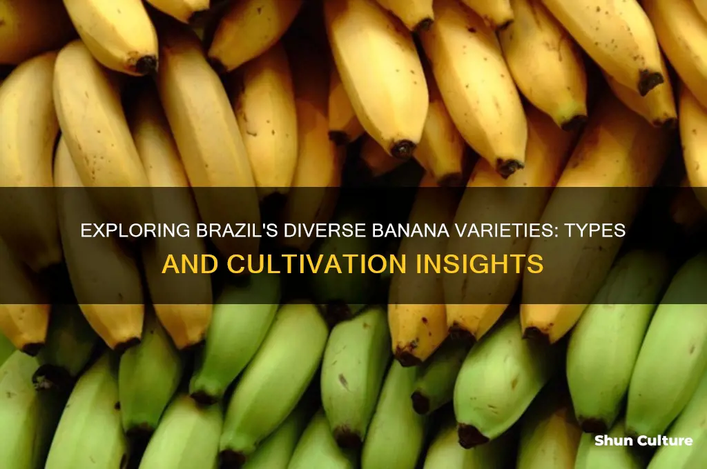 how many different types of bananas are in brazil