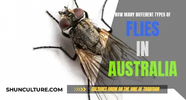 The Diverse World of Australian Flies: A Comprehensive Overview