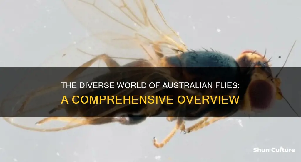how many different types of flies in australia