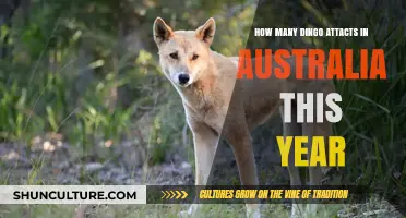 Dingo Attacks in Australia: 2023 Statistics and Safety Tips