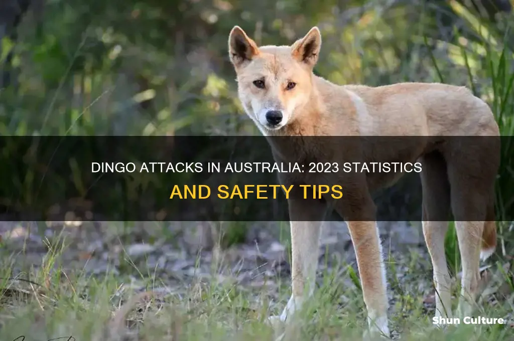 how many dingo attacts in australia this year