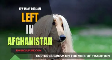 Afghan Dogs Left Behind: A Tale of Loyalty and Abandonment