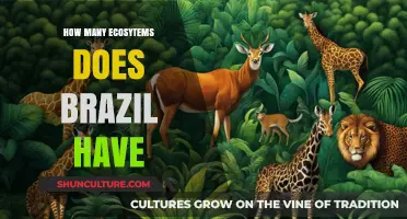 Exploring Brazil's Diverse Ecosystems: A Comprehensive Overview