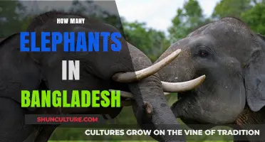 Exploring Bangladesh's Elephant Population: Current Numbers and Conservation Efforts
