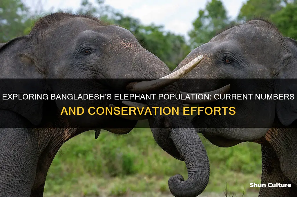 how many elephants in bangladesh