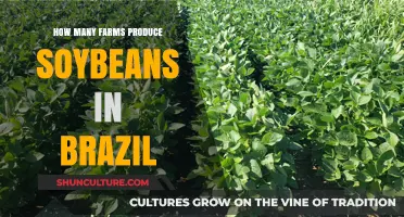 Exploring Brazil's Soybean Production: How Many Farms Contribute?