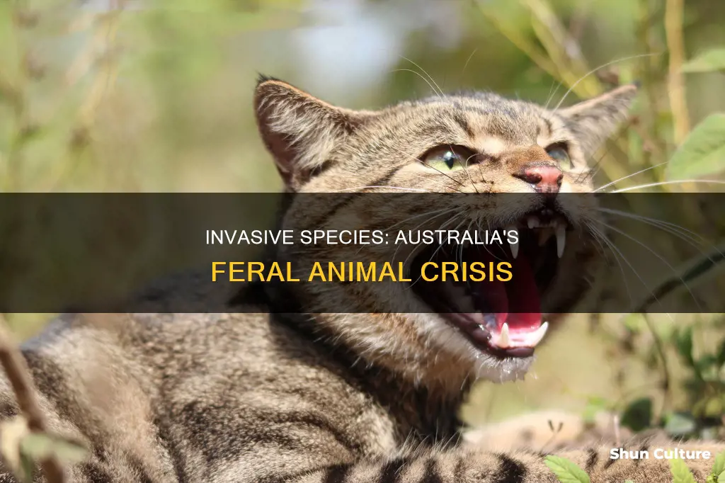 how many feral animals are in australia