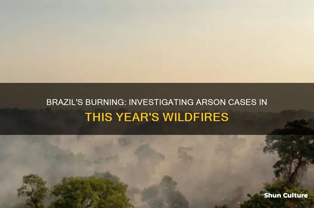 how many fires in brazil this year were arson