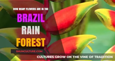 Exploring the Vibrant Floral Diversity of Brazil's Rainforest