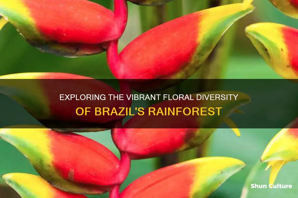 how many flowers are in the brazil rain forest