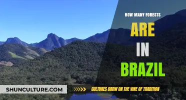 Exploring Brazil's Lush Forests: A Comprehensive Count and Overview