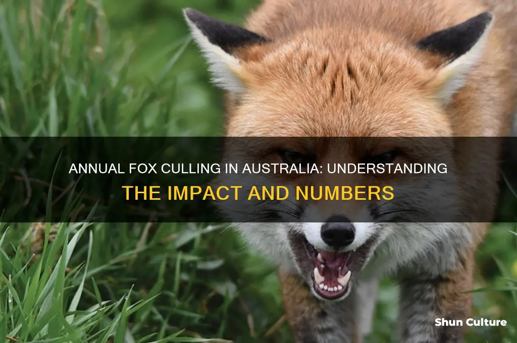how many foxes are killed each year in australia