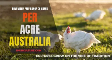 Free-Range Chicken Farming: How Many Birds Per Acre?
