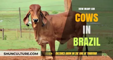 Exploring Brazil's Gir Cattle Population: A Comprehensive Overview