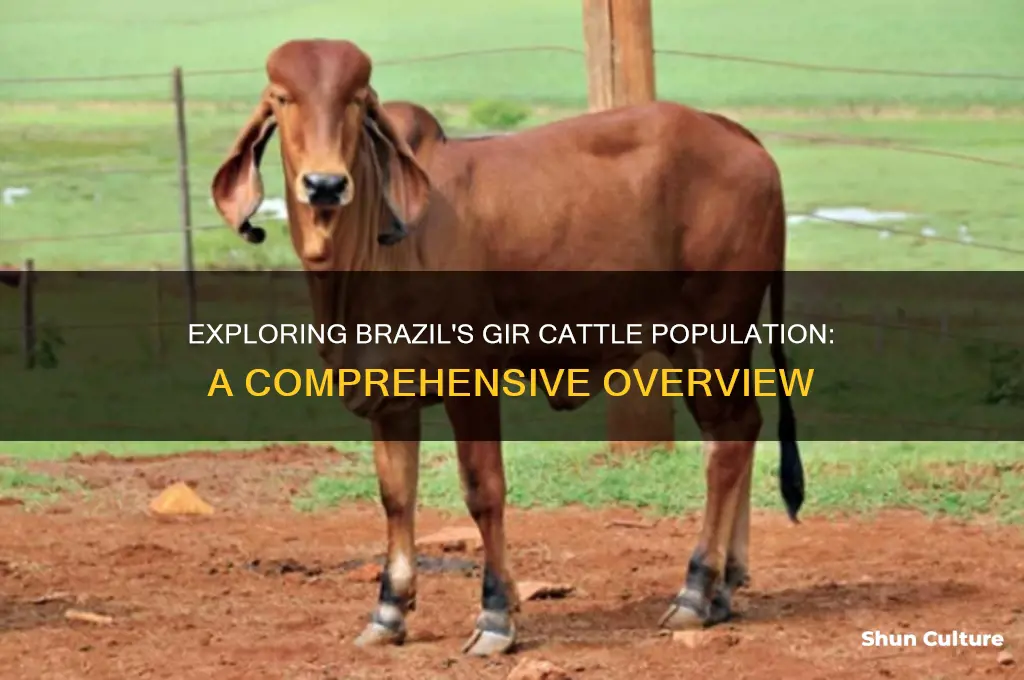 how many gir cows in brazil