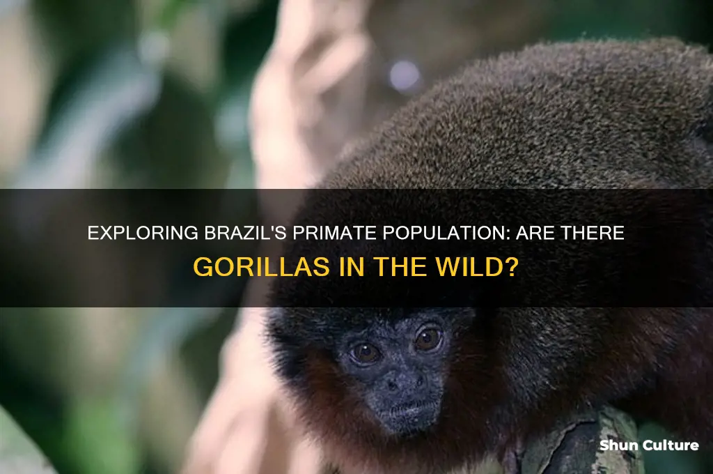 how many gorrilas are in brazil