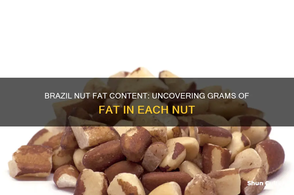 how many grams of fat are in a brazil nut
